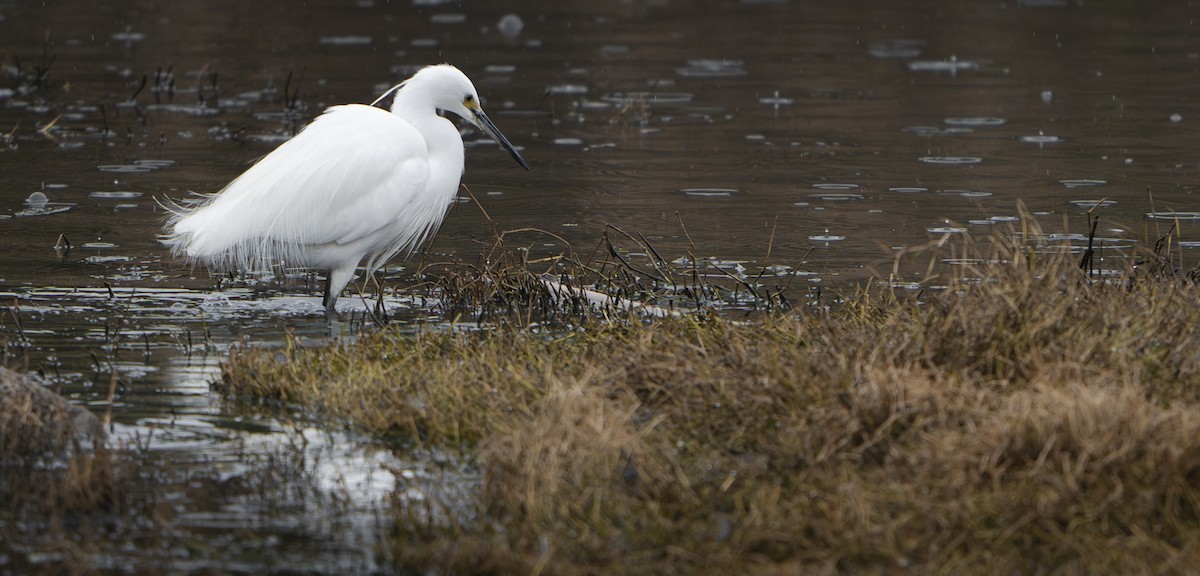 Little Egret - ML624198675