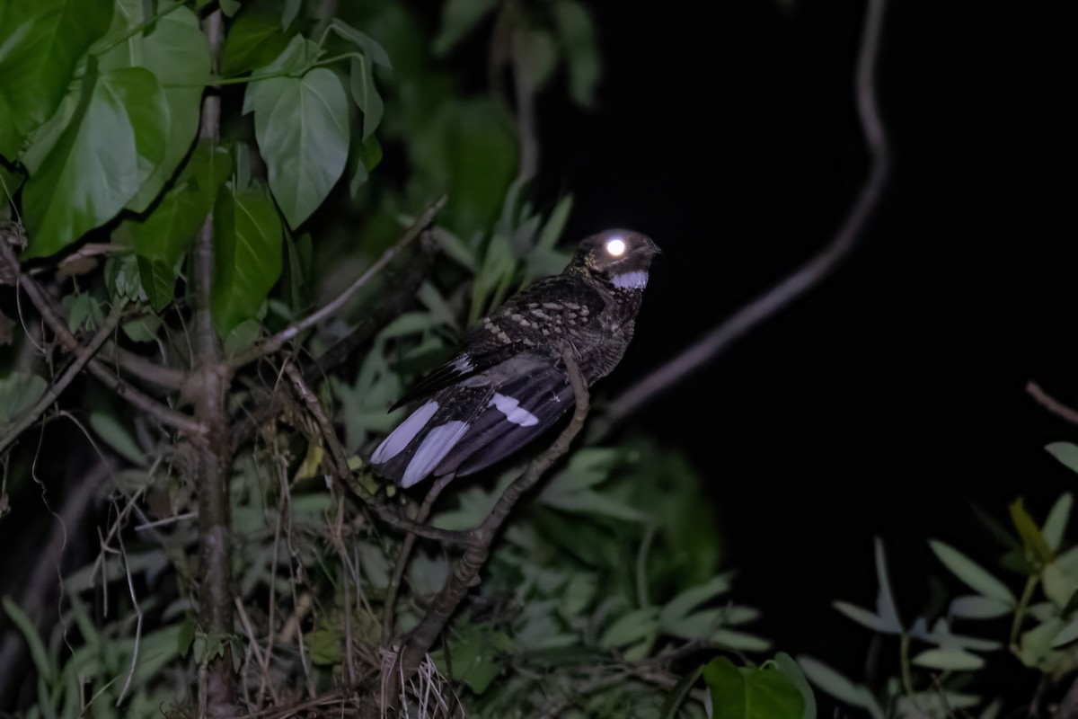 Large-tailed Nightjar - ML624198681