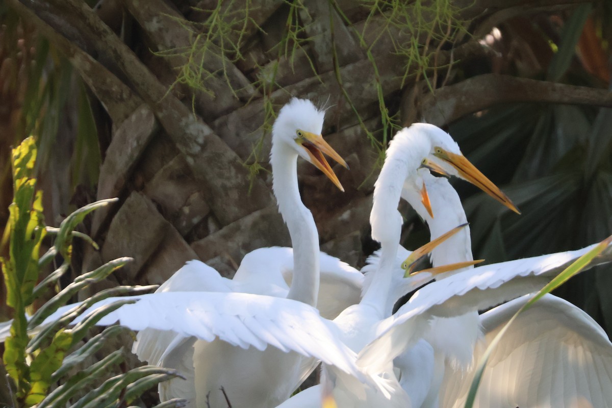 Great Egret - Julia Nadeau Gneckow