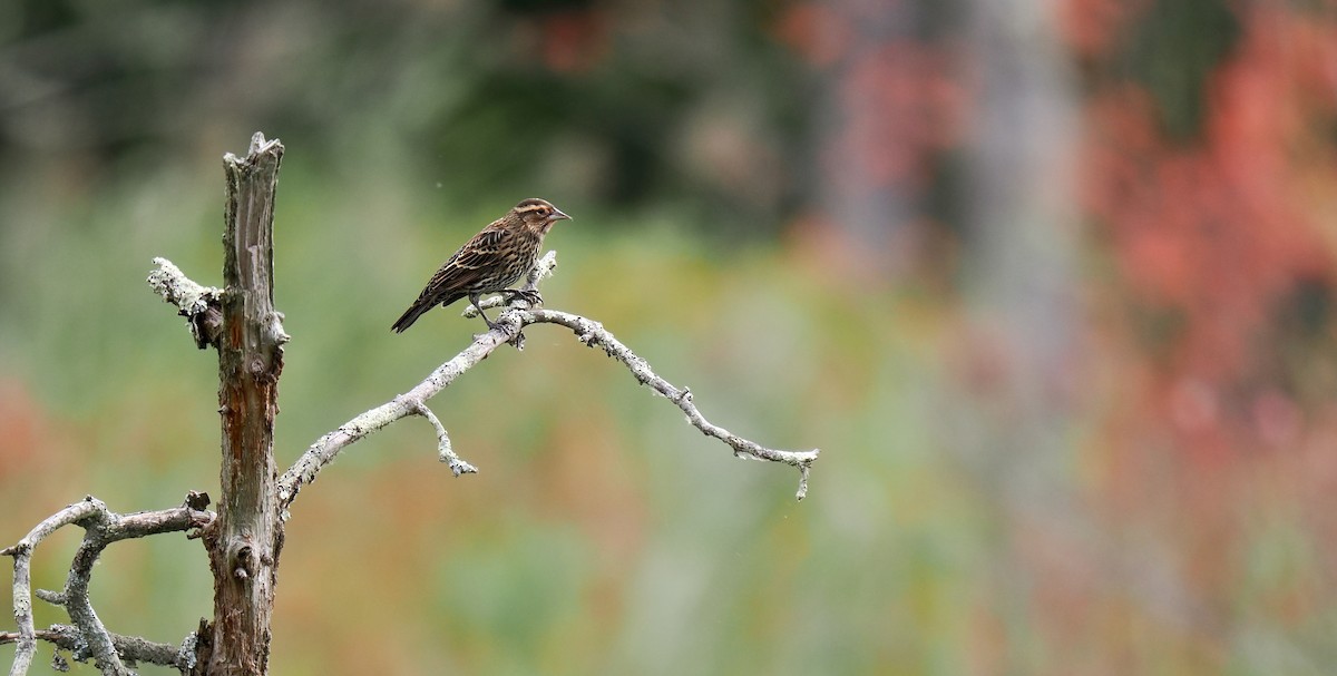 Red-winged Blackbird - ML624198715