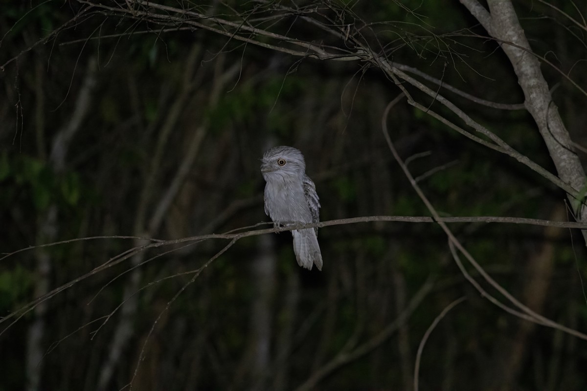 Tawny Frogmouth - ML624198718