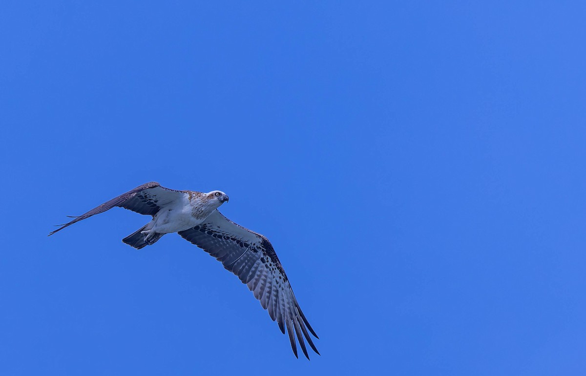 Osprey - Geoff Dennis