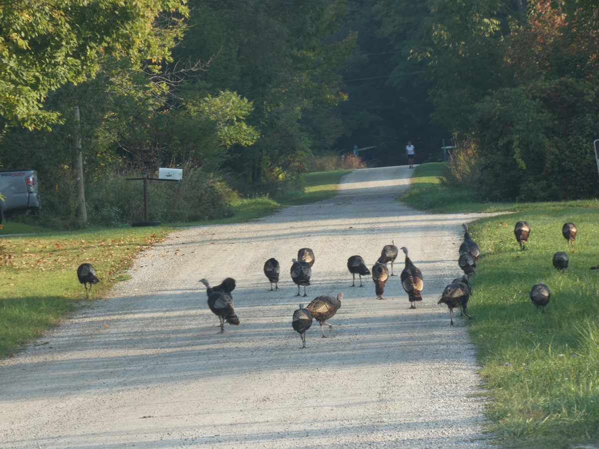 Wild Turkey - ML624198747