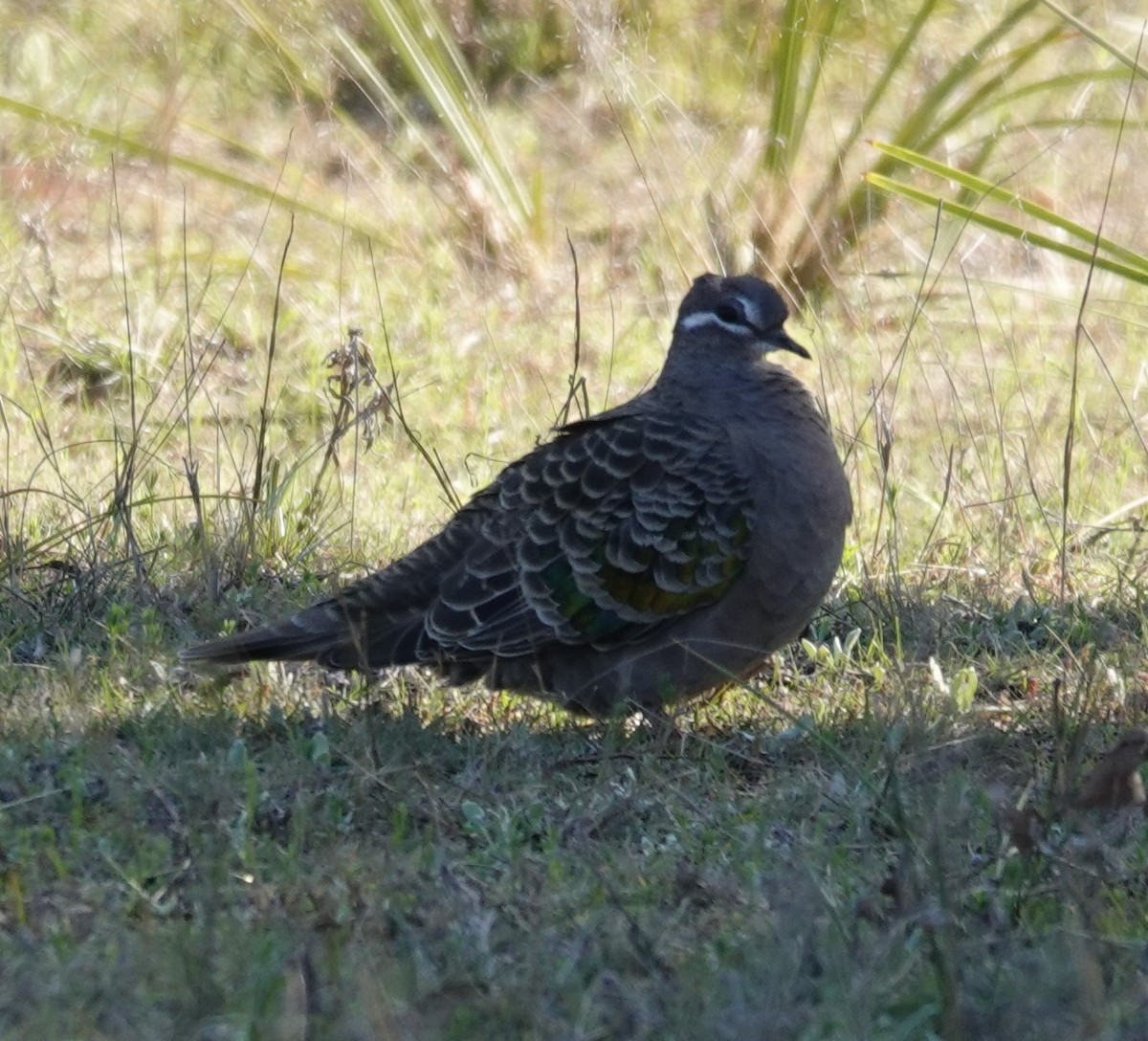 Common Bronzewing - ML624198749