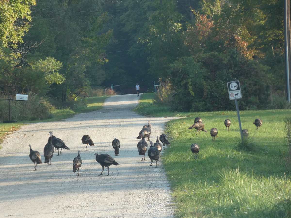 Wild Turkey - ML624198750