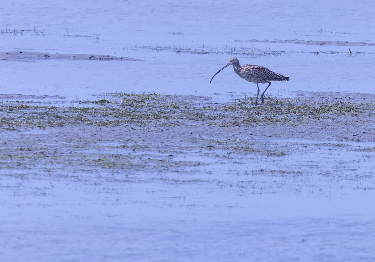 Far Eastern Curlew - ML624198795