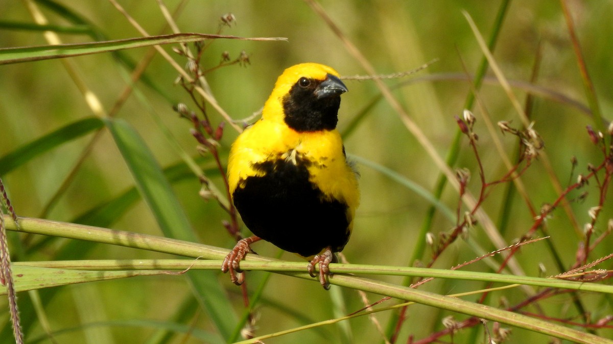 Yellow-crowned Bishop - ML624198799