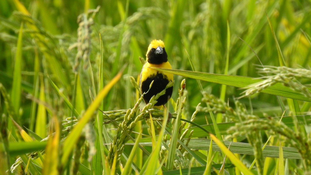 Yellow-crowned Bishop - ML624198803