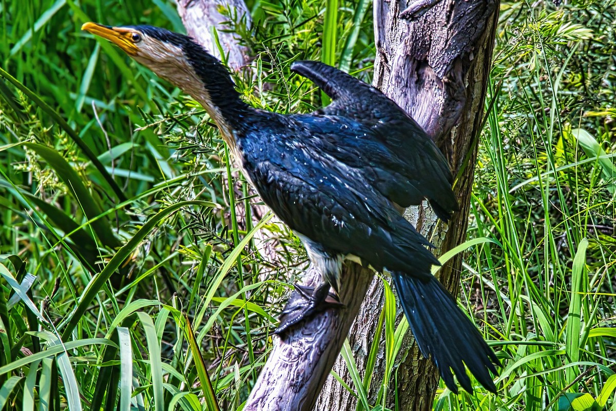 Little Pied Cormorant - ML624198814