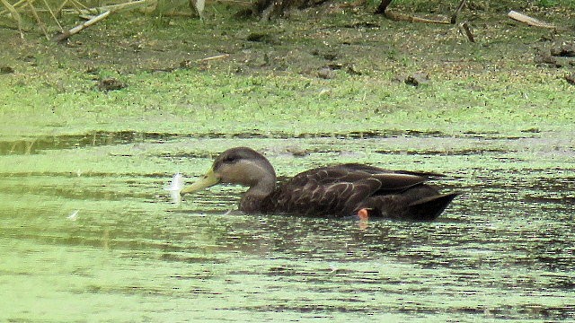 Canard noir - ML624198815