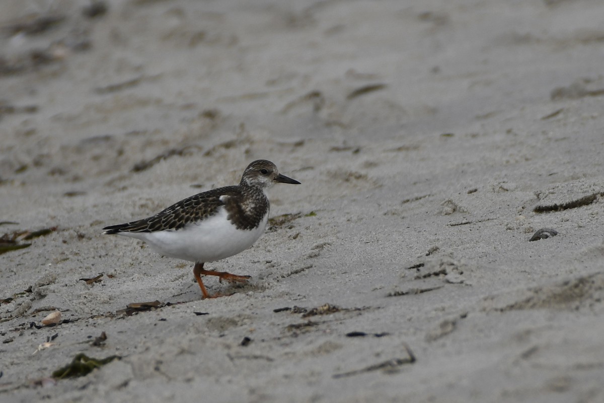 Ruddy Turnstone - ML624198822