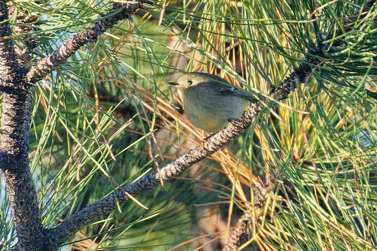 Ruby-crowned Kinglet - ML624198836