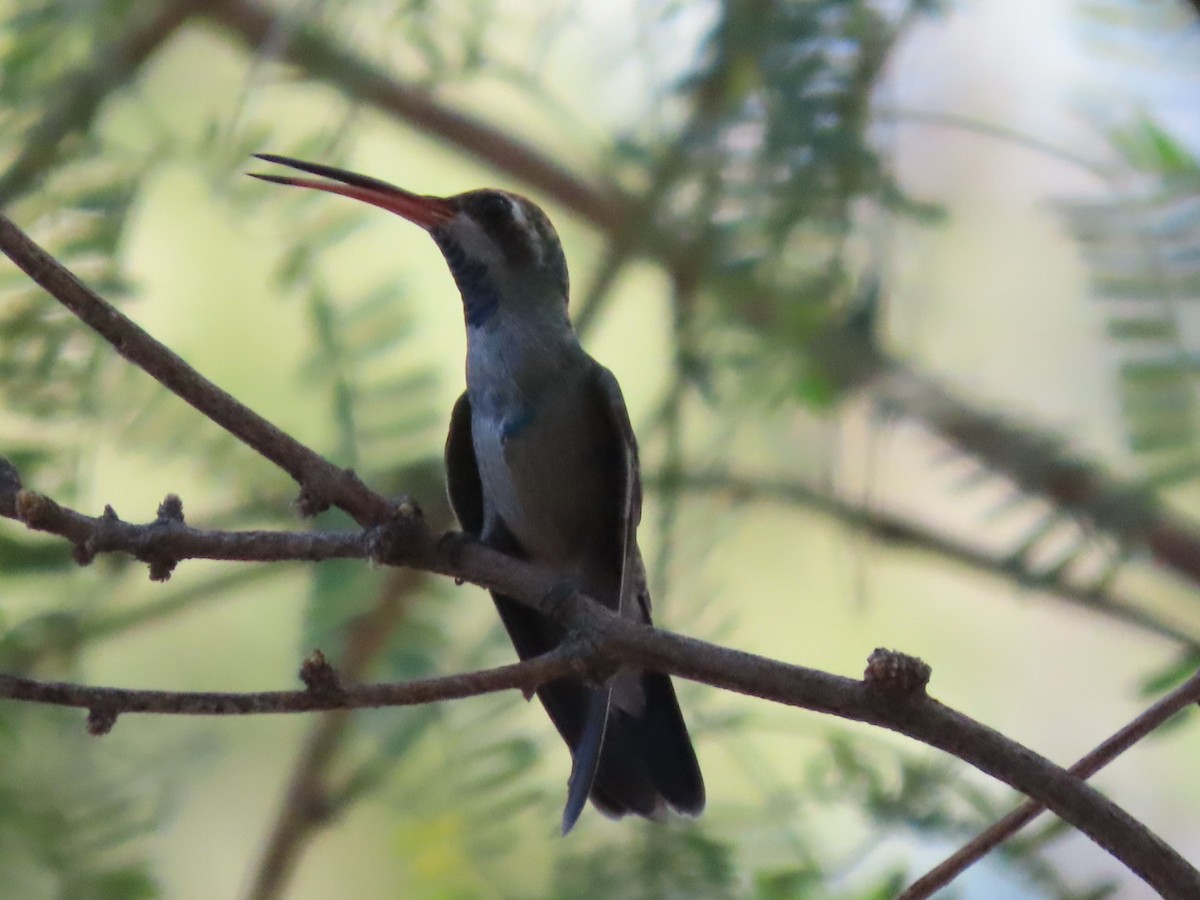 Broad-billed Hummingbird - ML624198882