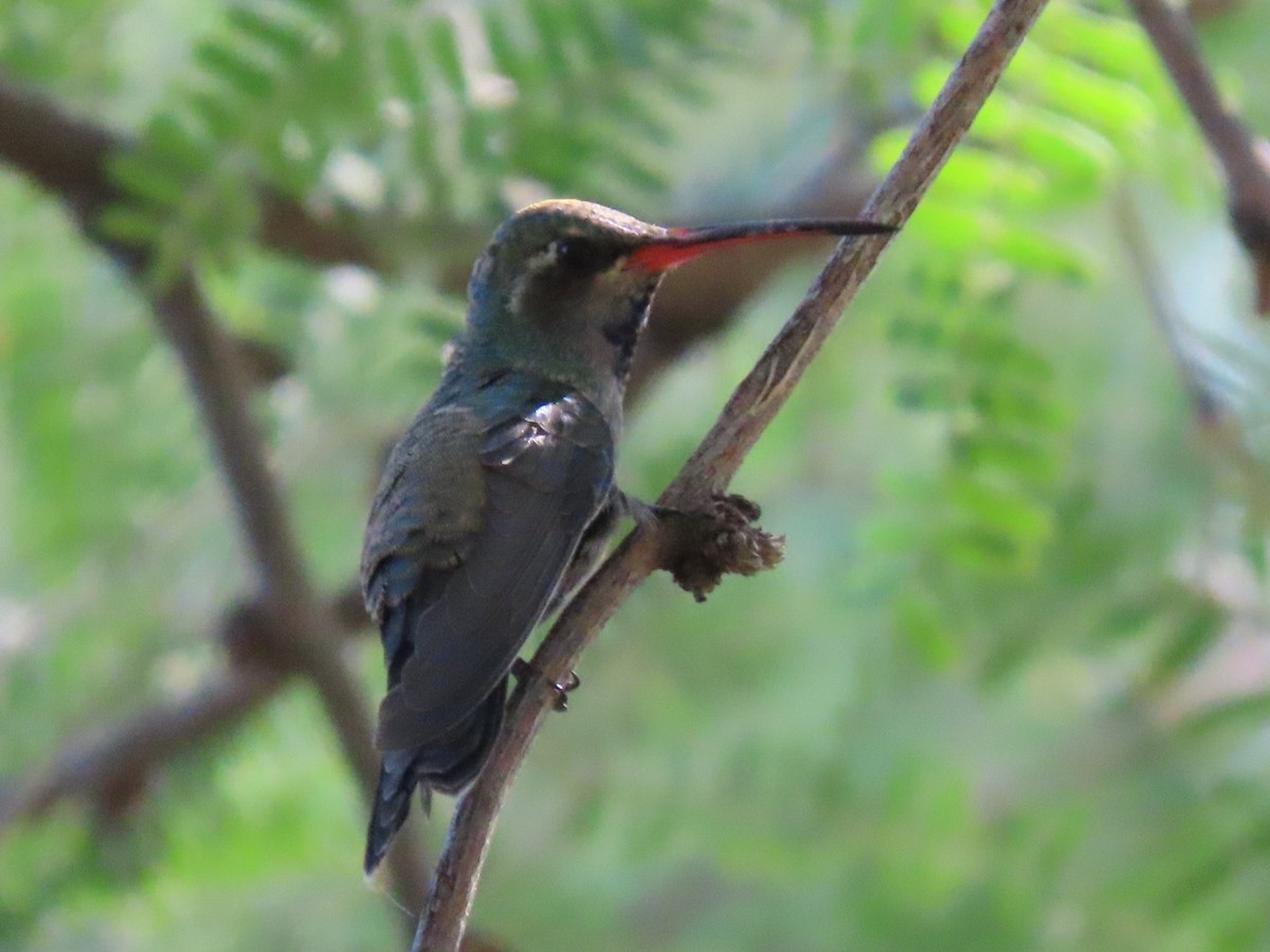 Broad-billed Hummingbird - ML624198883