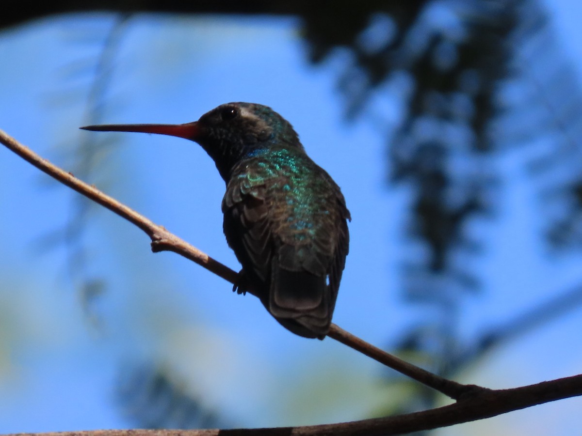 Broad-billed Hummingbird - ML624198884