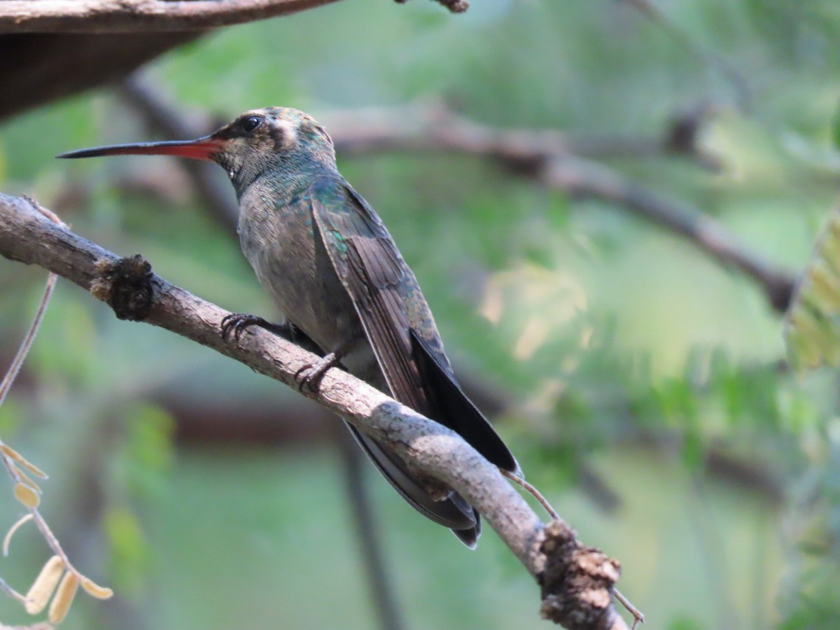 Broad-billed Hummingbird - ML624198885