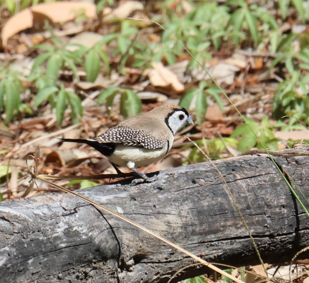 Double-barred Finch - ML624198920