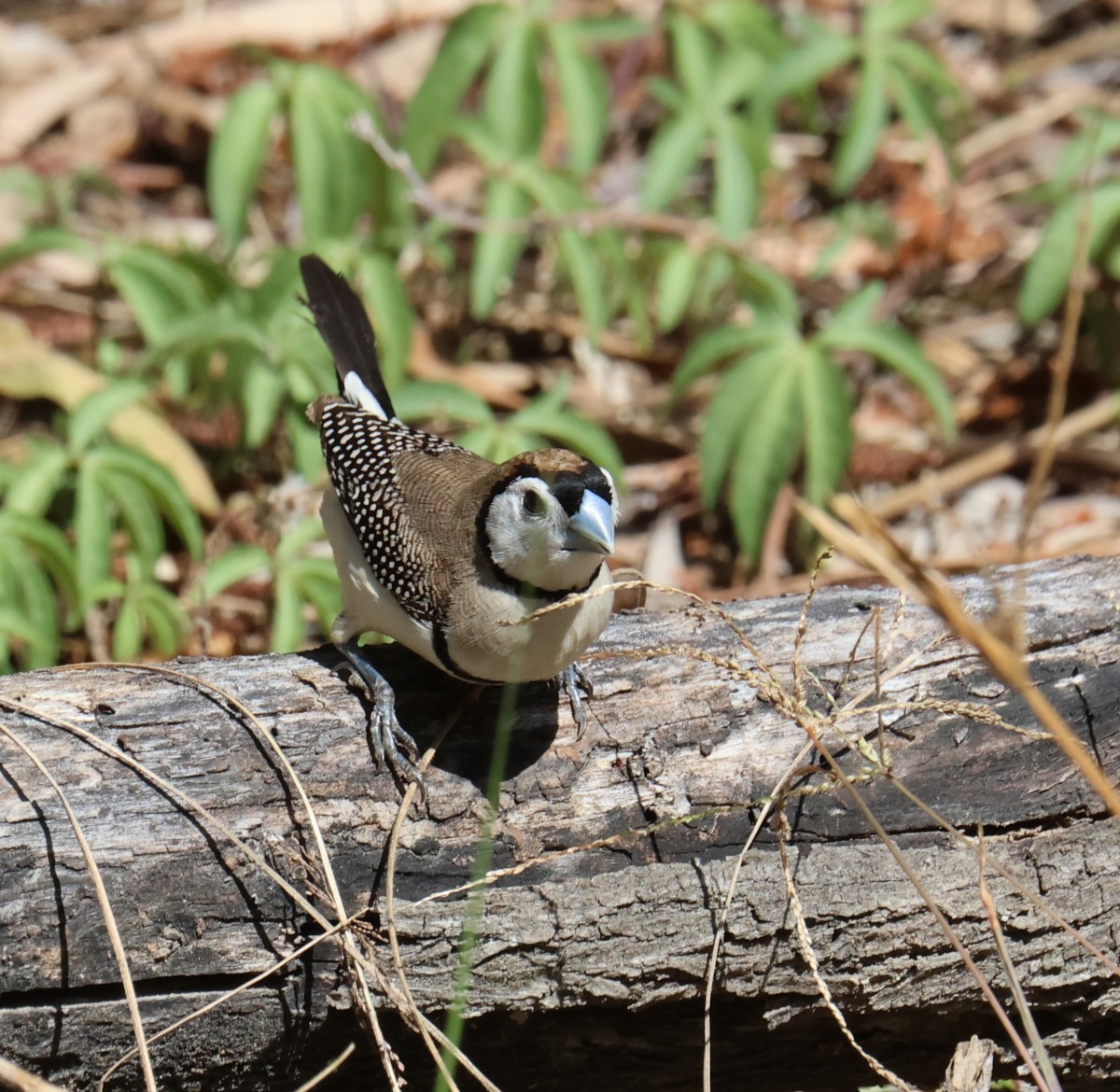 Double-barred Finch - Leith Woodall