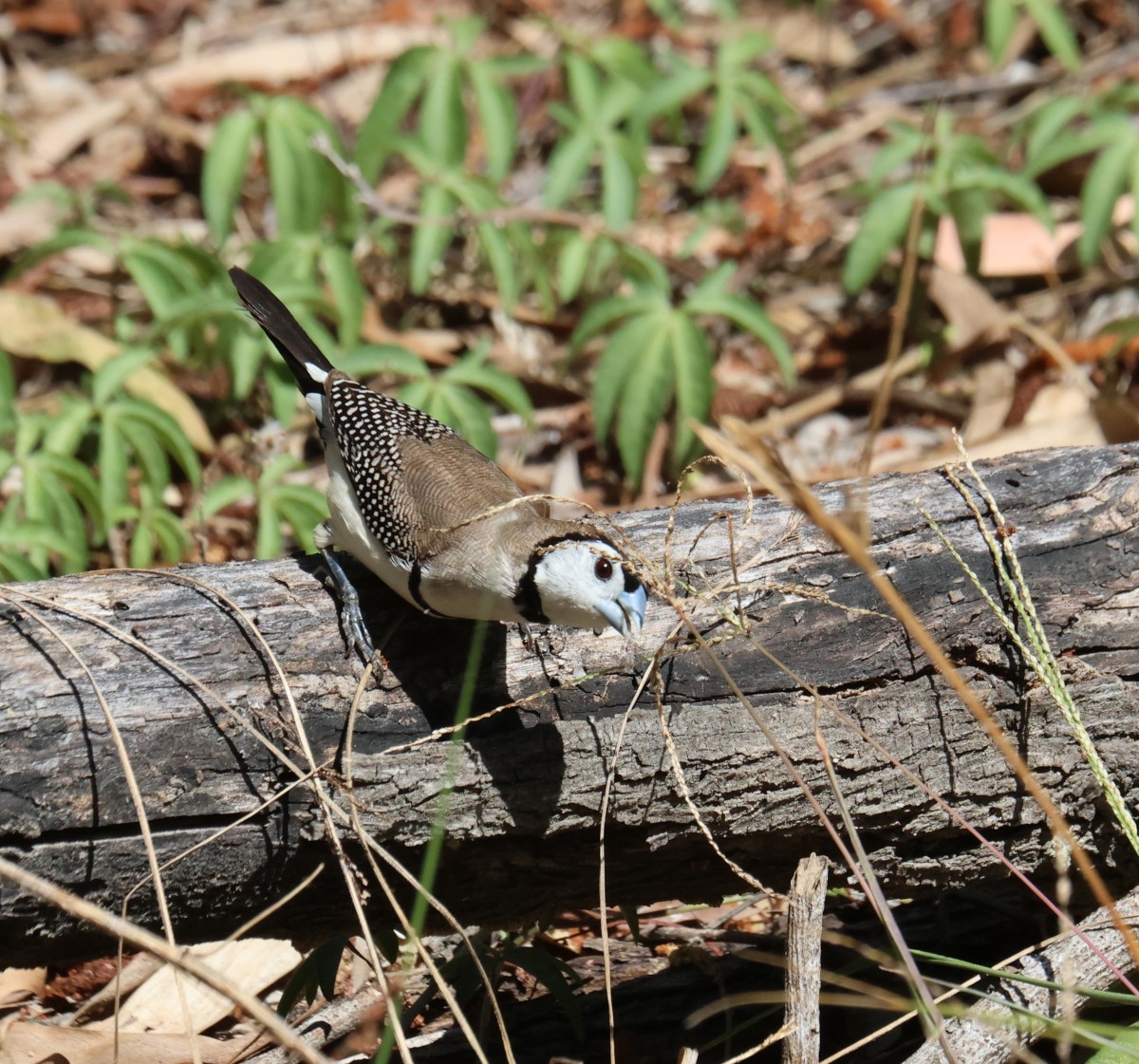 Double-barred Finch - ML624198922