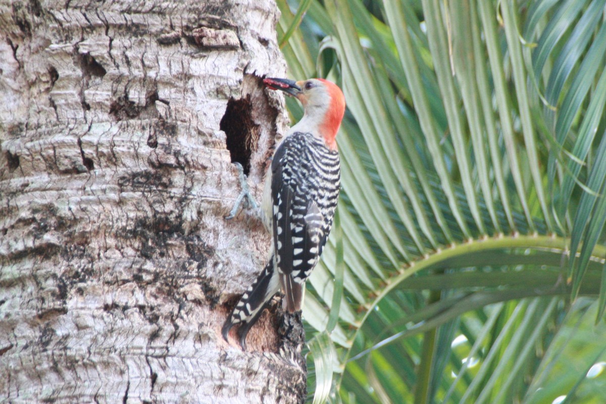 Red-bellied Woodpecker - ML624198941