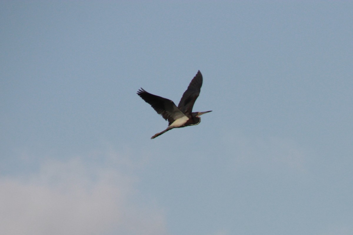 Tricolored Heron - ML624198943