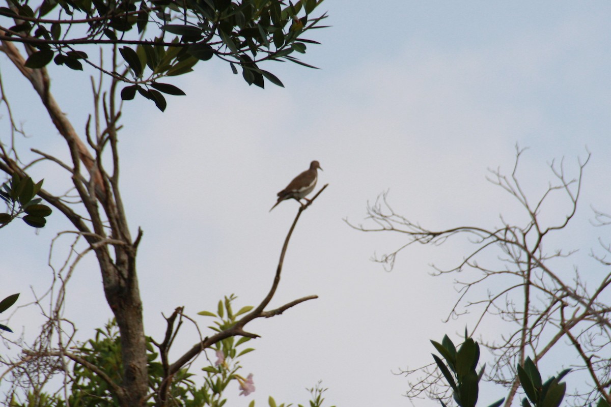 White-winged Dove - ML624198952