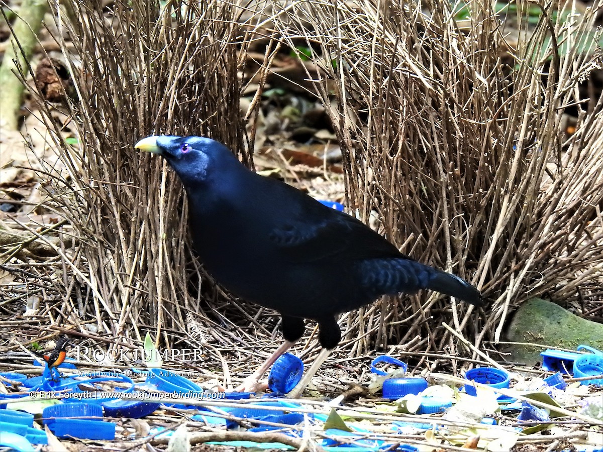 Satin Bowerbird - ML624198953