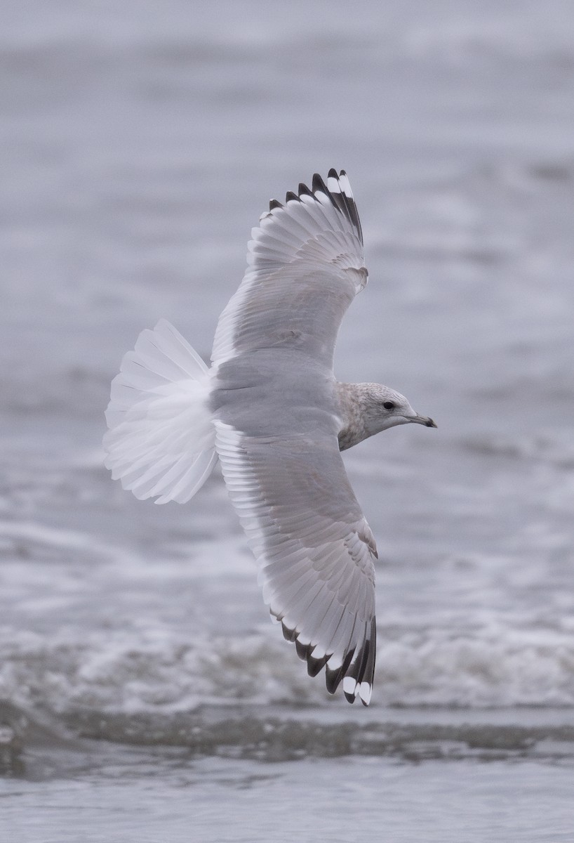 Short-billed Gull - ML624198959