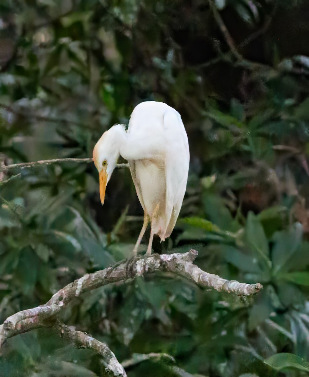 Western Cattle Egret - ML624198960