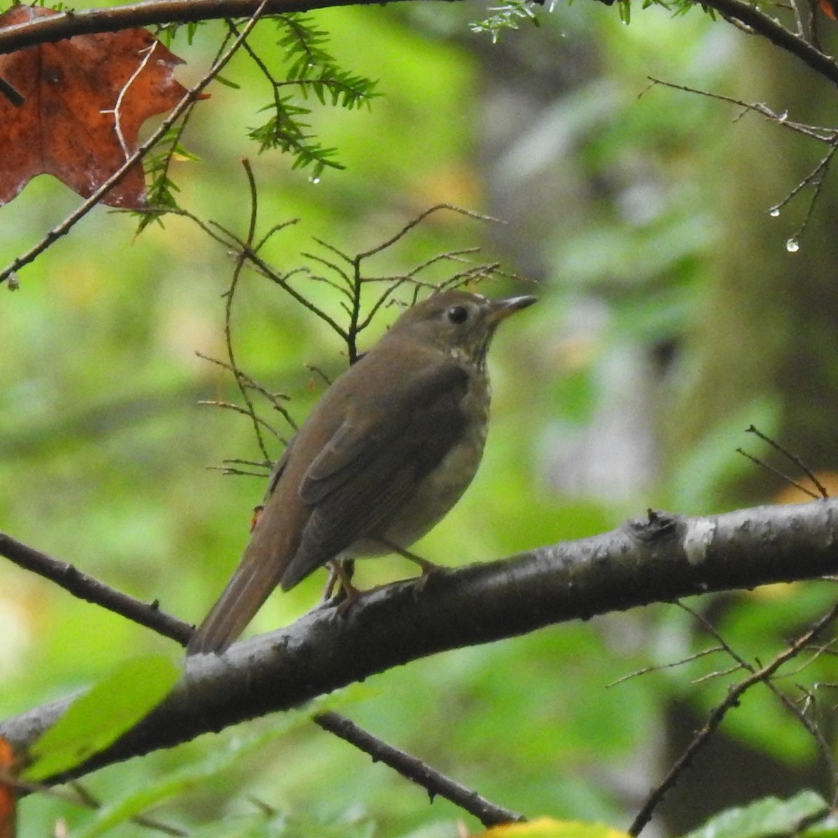 Gray-cheeked Thrush - ML624198961