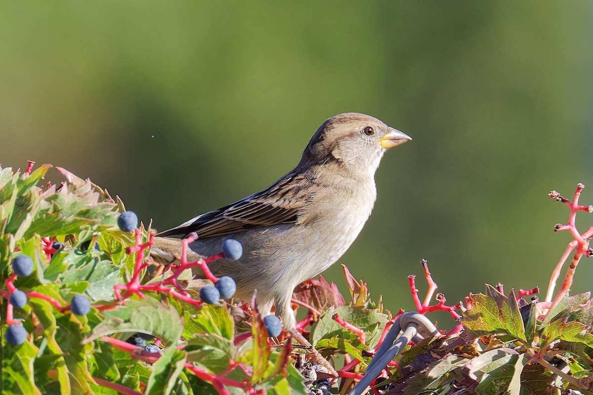 House Sparrow - ML624198962