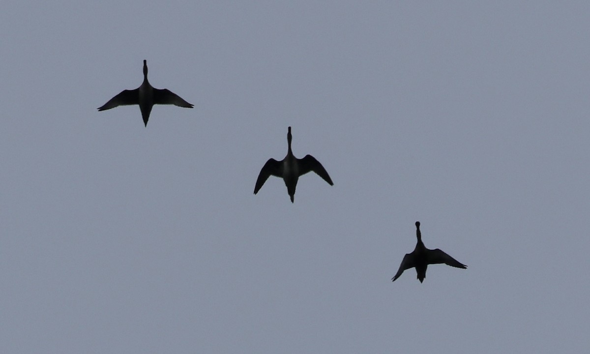 Northern Pintail - ML624198963