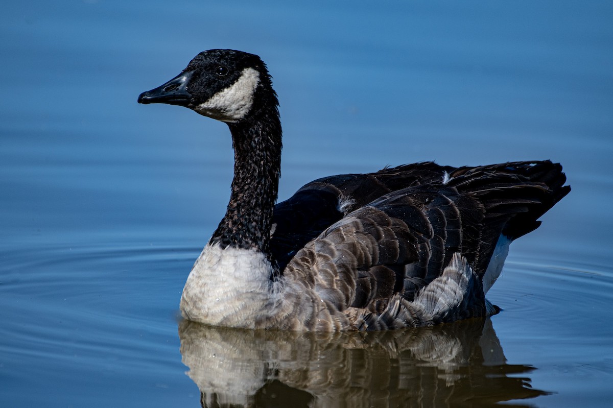 Canada Goose - ML624198964