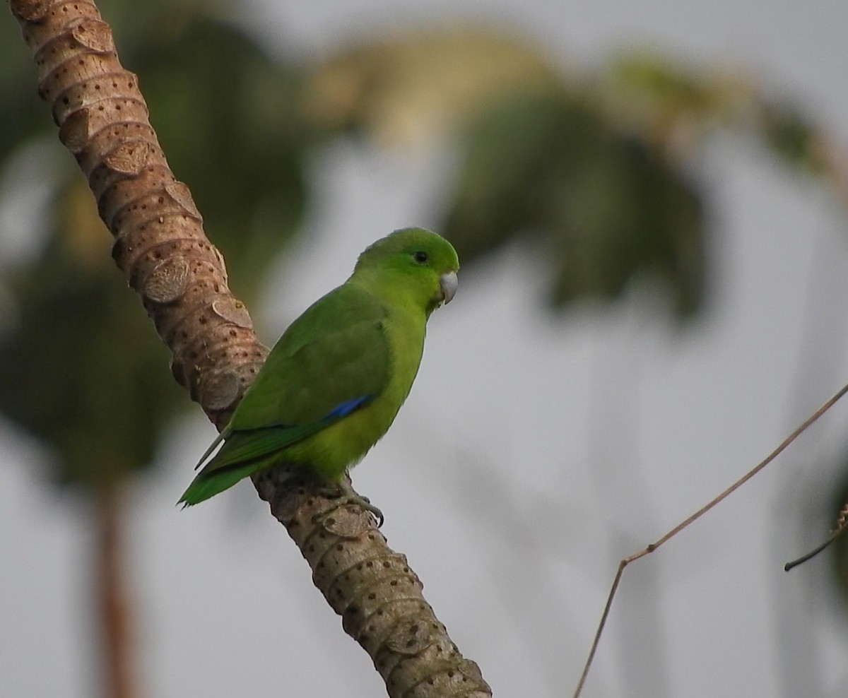 Cobalt-rumped Parrotlet - ML624198965