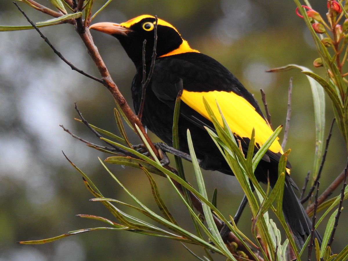 Regent Bowerbird - ML624198966