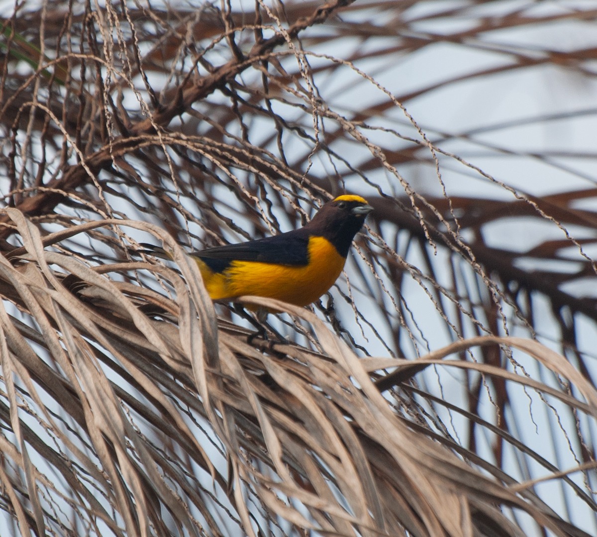 Purple-throated Euphonia - ML624198967