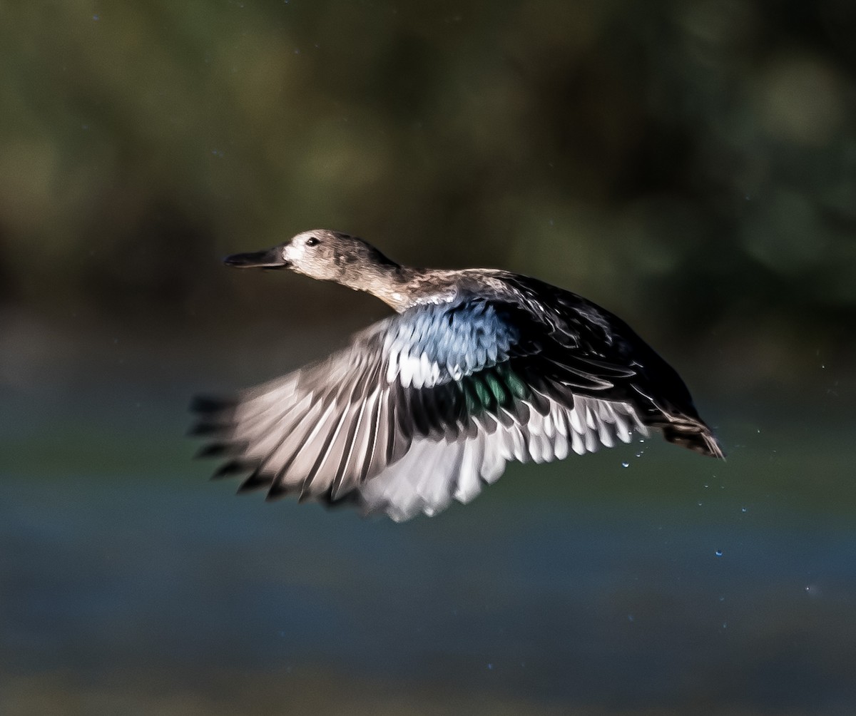 Blue-winged Teal - ML624198968