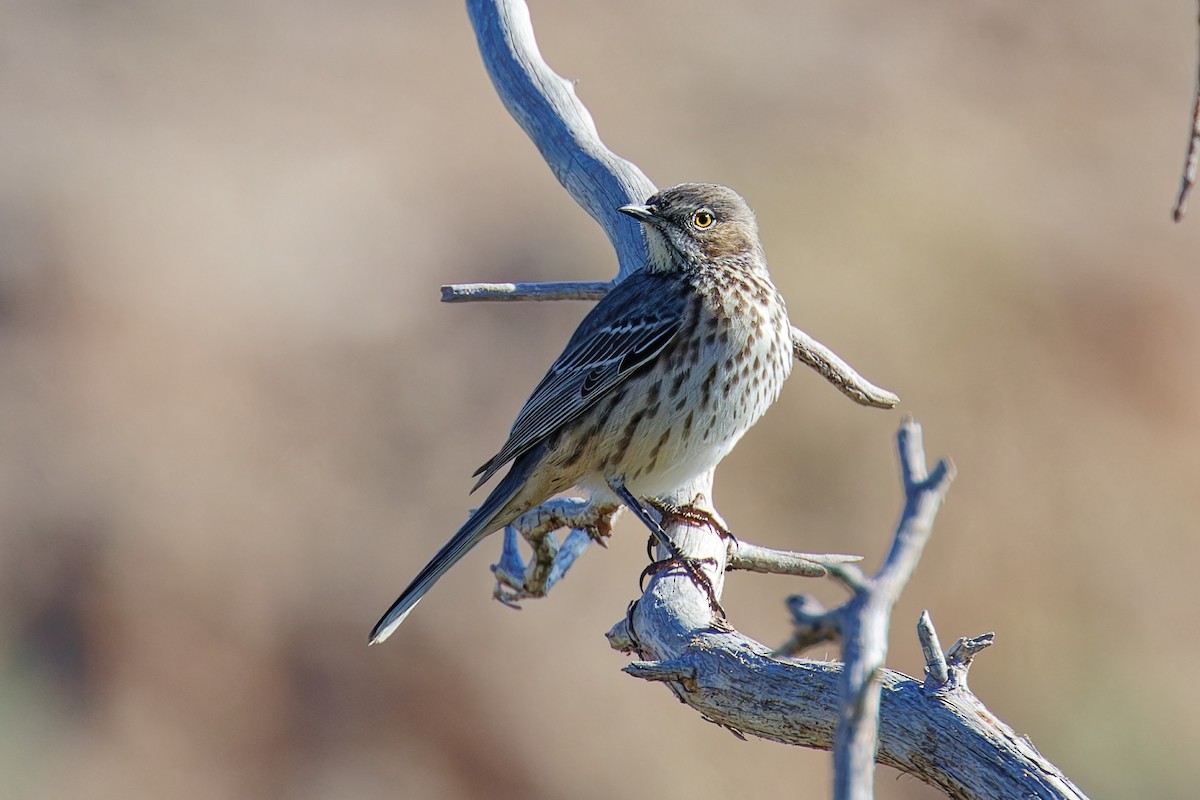 Sage Thrasher - ML624198970