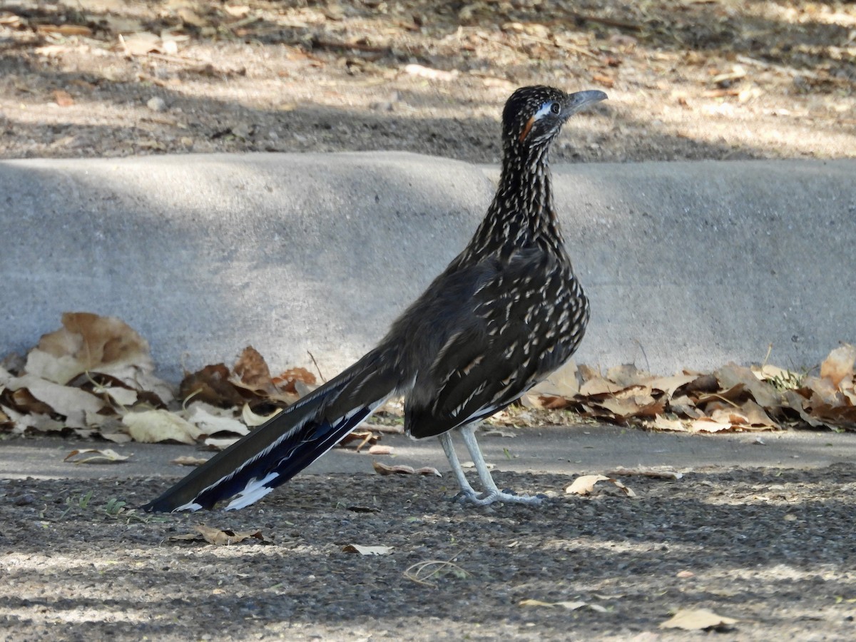 Greater Roadrunner - ML624198971