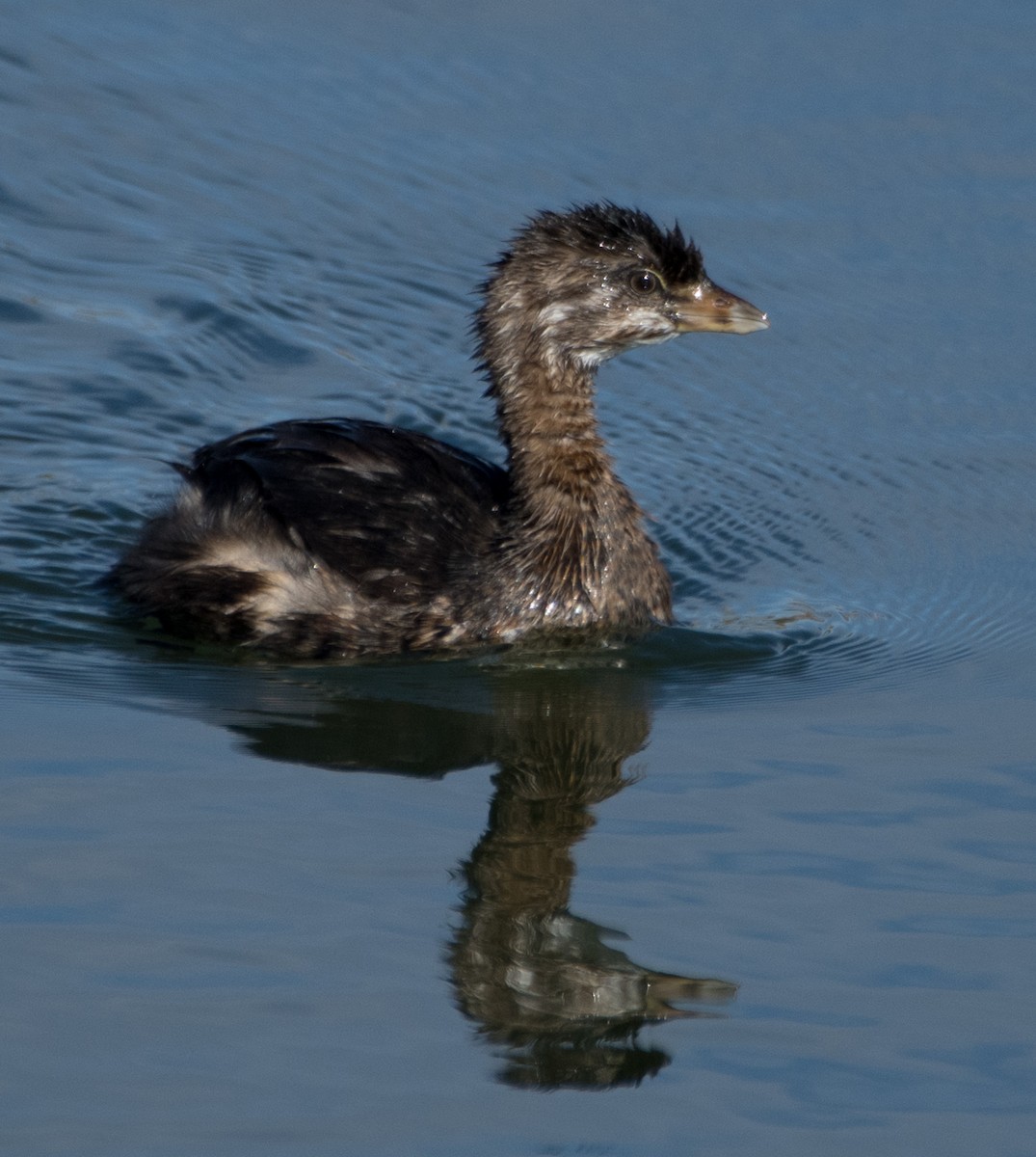 Pied-billed Grebe - ML624198972