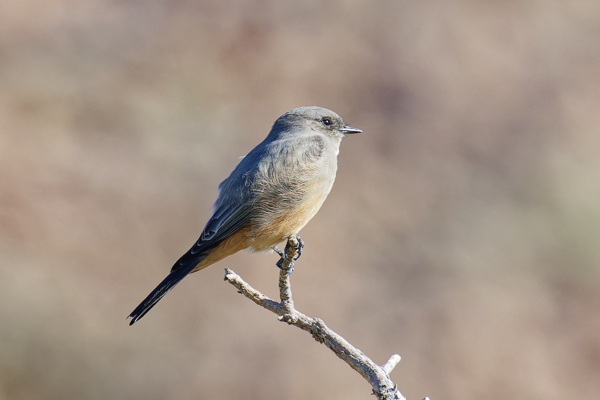 Say's Phoebe - ML624198973