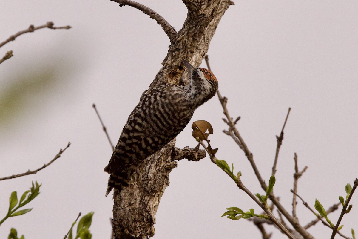 Checkered Woodpecker - ML624198974