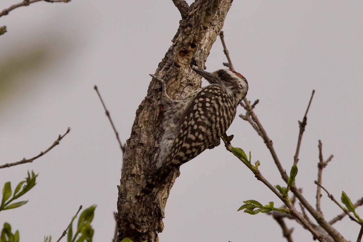 Checkered Woodpecker - ML624198975