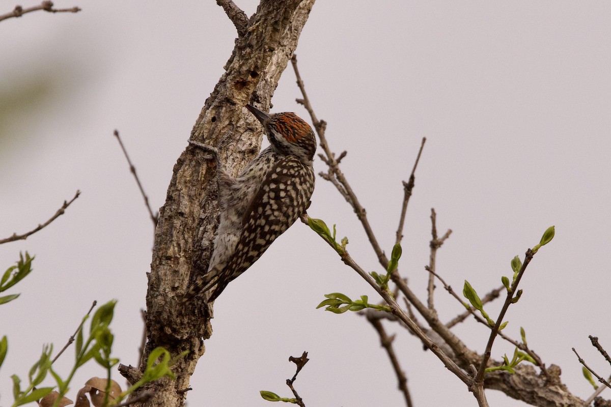 Checkered Woodpecker - ML624198976