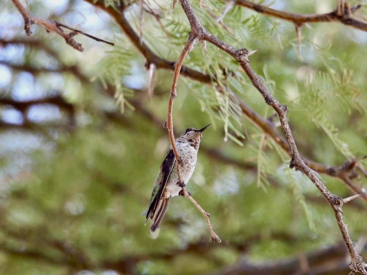 Colibrí de Anna - ML624198977