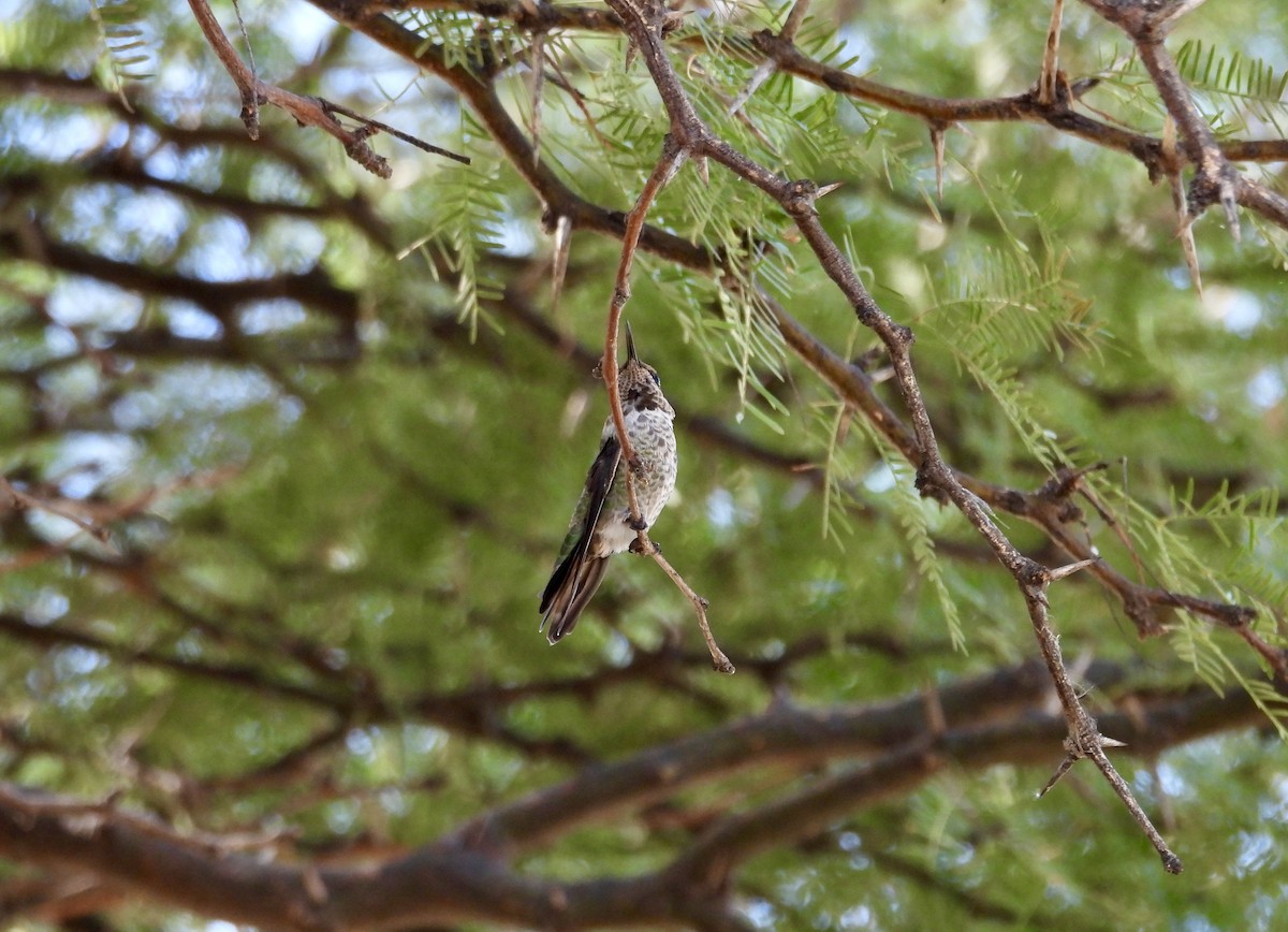 Anna's Hummingbird - ML624198978