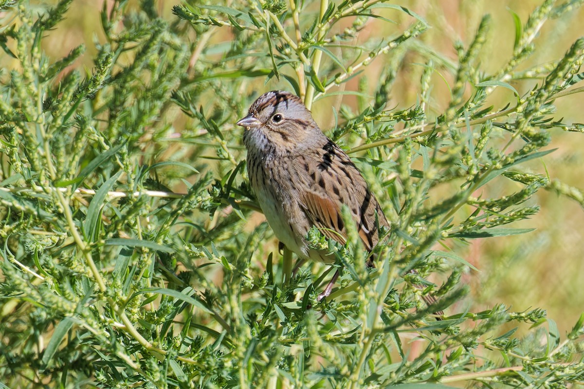 Lincoln's Sparrow - ML624198979