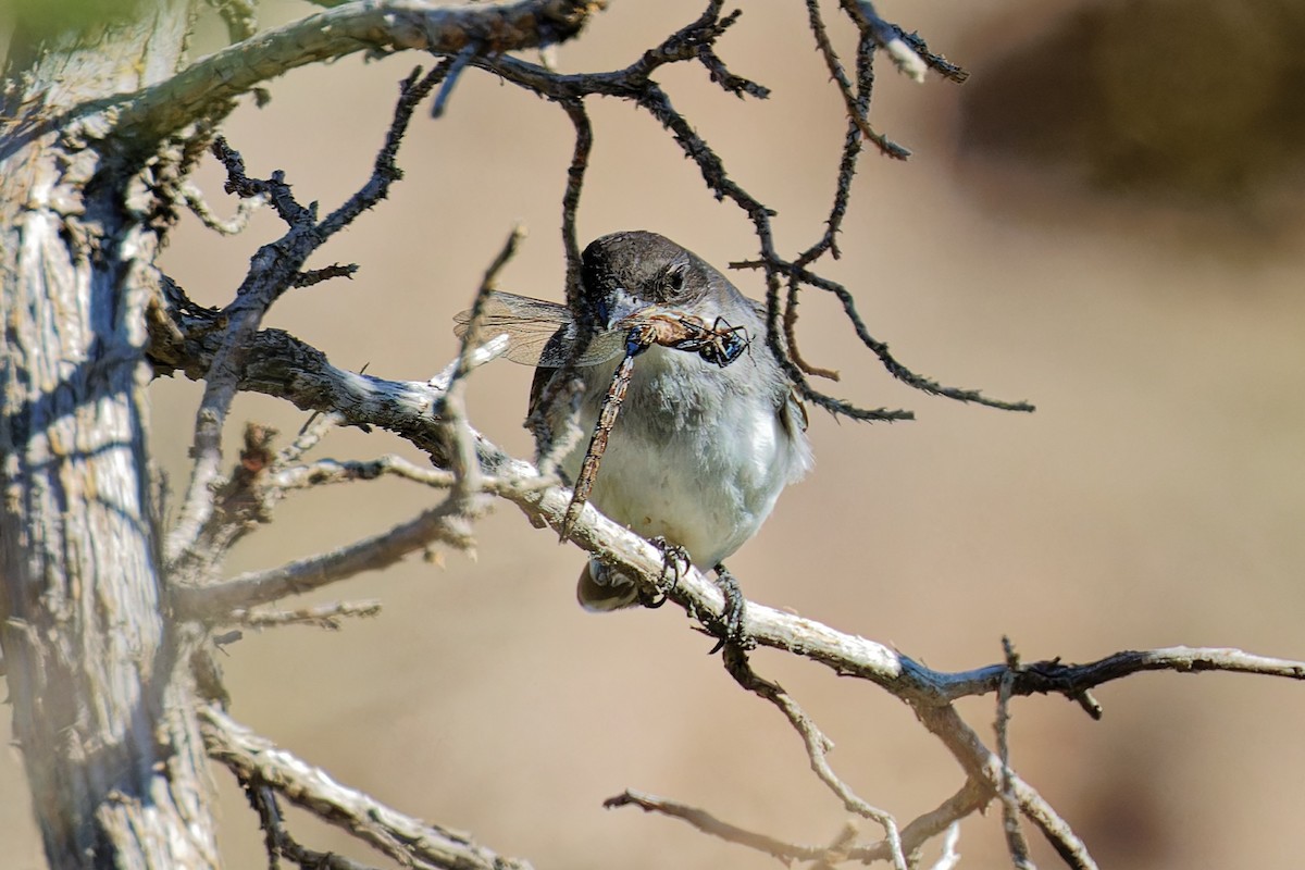 Eastern Kingbird - ML624198981