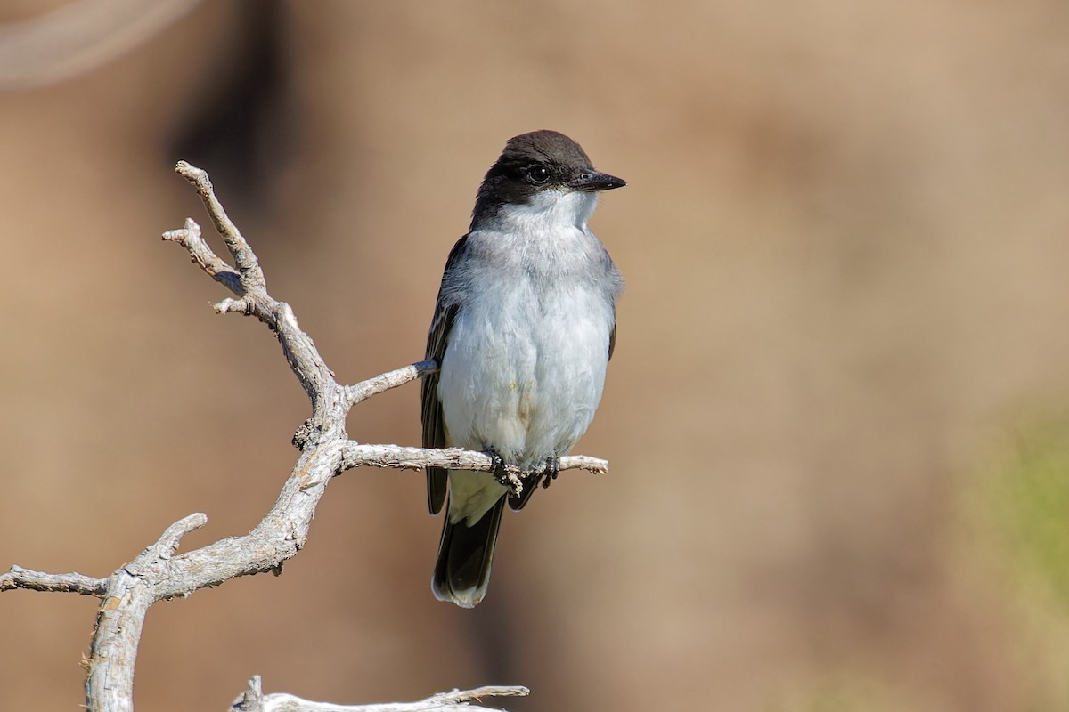 Eastern Kingbird - ML624198982