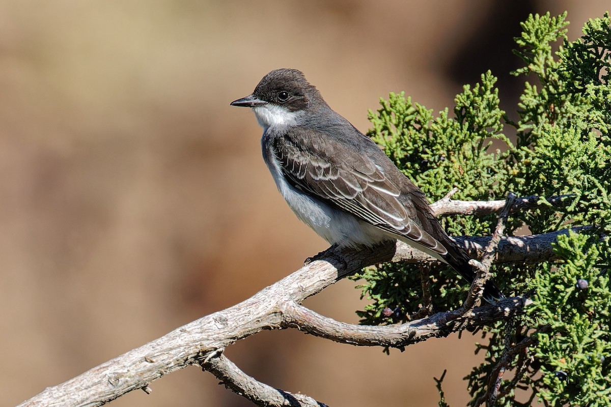 Eastern Kingbird - ML624198983